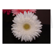 Margarita blanca de Gerber Tarjeton