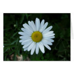Margarita blanca felicitacion 