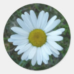margarita blanca pegatinas  