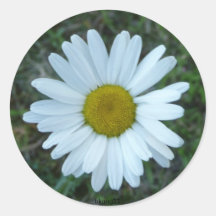 margarita blanca pegatinas  