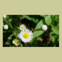 Margarita blanca tarjetas de negocio