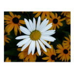 Margarita blanca y Susans Blackeyed Tarjetas Postales