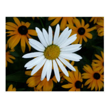 Margarita blanca y Susans Blackeyed Tarjetas Postales