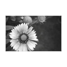 Margarita blanco y negro impresiones en lona estiradas