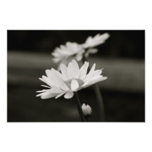 Margarita de ojo de buey en blanco y negro cojinete