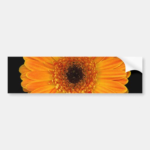 Margarita del Gerbera Etiqueta De Parachoque