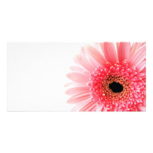 Margarita del Gerbera Tarjeta Fotográfica