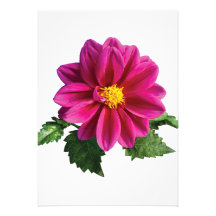 Margarita magenta del Gerbera Comunicados