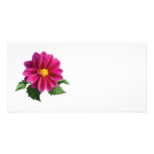 Margarita magenta del Gerbera Tarjeta Fotografica
