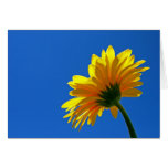 Margarita Notecard de la floración Felicitaciones