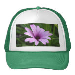 Margarita púrpura gorras