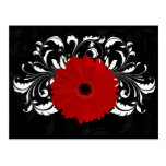 Margarita roja brillante del Gerbera en negro Tarjetas Postales