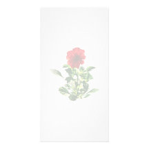 Margarita roja del Gerbera Tarjetas Fotográficas Personalizadas