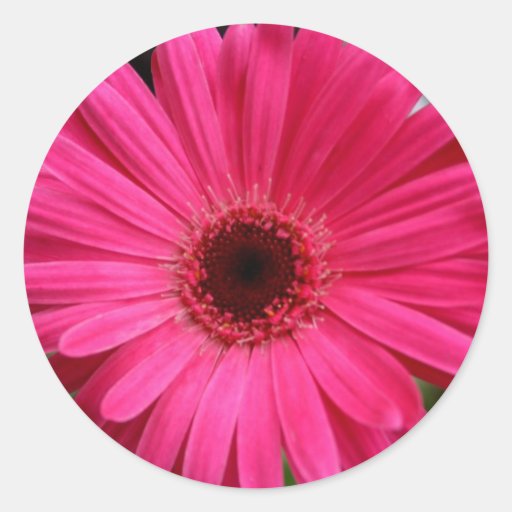 Margarita rosada del Gerbera Pegatinas