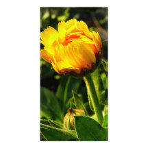 Margarita Tarjeta Personal Con Foto
