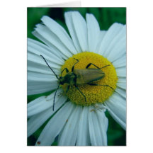 margarita y insecto tarjeta