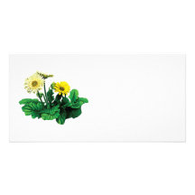 Margaritas amarillas del Gerbera Tarjeta Fotografica Personalizada