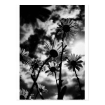 margaritas blancos y negros postal