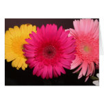 Margaritas coloreadas multi del gerber tarjeta