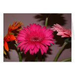 Margaritas coloreadas multi del gerber felicitación