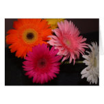 Margaritas coloreadas multi del gerber tarjetas