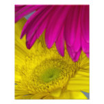 Margaritas del Gerbera 11 x 14 Fotografia