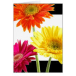 Margaritas del Gerbera Tarjeta