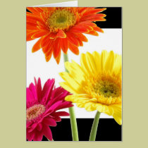 Margaritas del Gerbera tarjetas