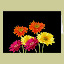 Margaritas del Gerbera tarjetas