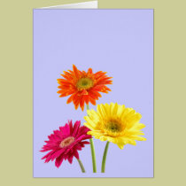 Margaritas del Gerbera tarjetas