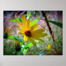 Margaritas en otoño impresiones