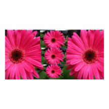 Margaritas rosadas del Gerbera Tarjeta Fotografica Personalizada