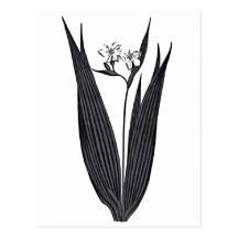 Marica Plicata Postales