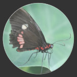 Mariposa al borde de una hoja platos