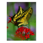 Mariposa amarilla y negra tarjeta postal
