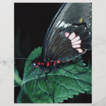 Mariposa, amathea de Anartia Tarjeta Publicitaria