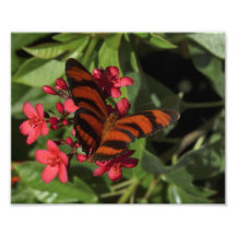 Mariposa anaranjada congregada impresion fotografica