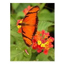 mariposa anaranjada postales