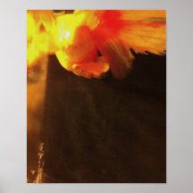 Mariposa ardiente posters