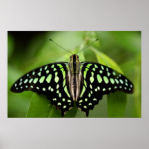 Mariposa atada de Jay Poster