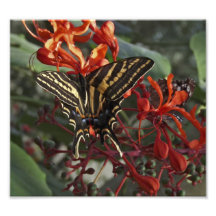 Mariposa atada tres de Swallowtail del tigre Arte Fotográfico