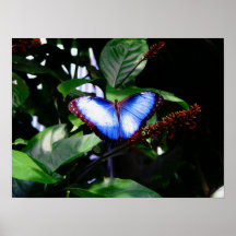 Mariposa azul de Morpho Poster
