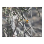 Mariposa azul enana occidental tarjeta postal