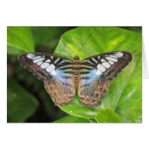 Mariposa azul Notecard de las podadoras Felicitacion