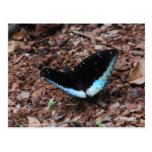 Mariposa azul tarjetas postales