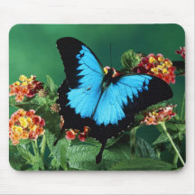 Mariposa azul y negra tapetes de ratón