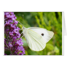 Mariposa blanca 1 felicitacion 