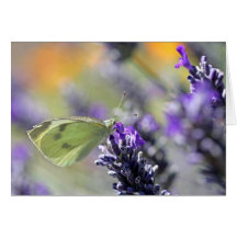Mariposa blanca en la lavanda tarjeta