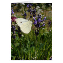 Mariposa blanca en los flores de la lavanda tarjeton