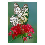 Mariposa bonita en una flor bonita tarjetas